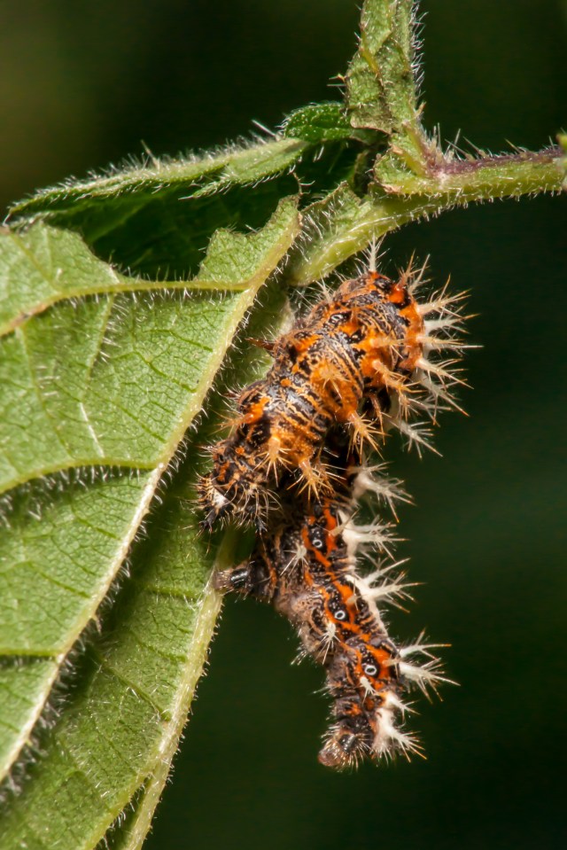 Comma Butterfly larva Polygonia c-album