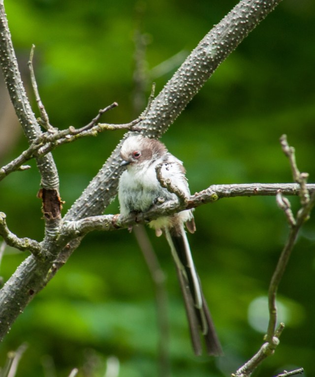 Long-tailed Tit Aegithalos caudatus web
