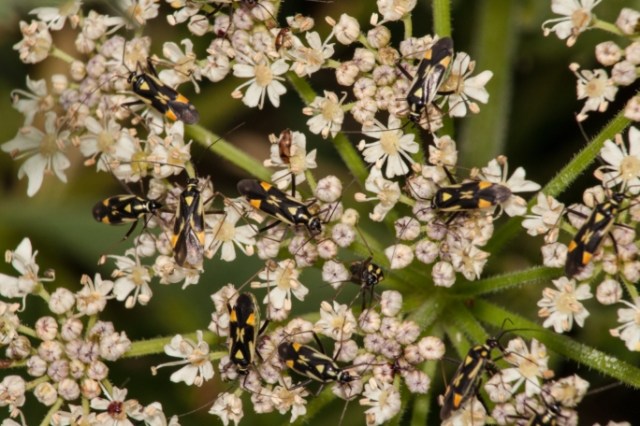Mirid or Capsid bugs Grypocoris stysi small