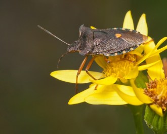 Pentatoma rufipes small