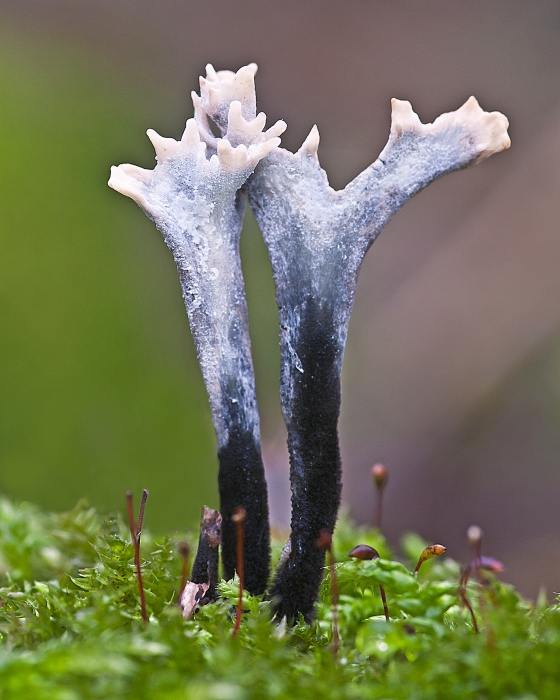 Xylaria hypoxylonsmall