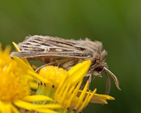 Antler Moth Cerapteryx graminis