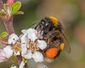 Bombus terrestris