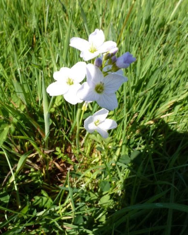 CraighouseMeadowCuckooflower