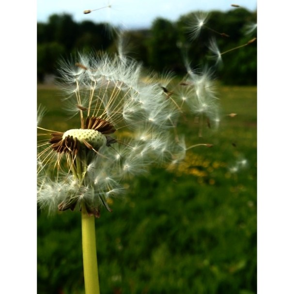 dandelion photo craighouse