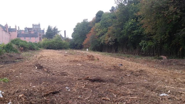 Woodland cleared by front entrance to the site